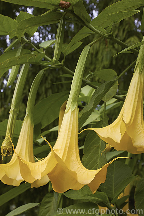 Golden Angels'. Trumpet (<i>Brugmansia aurea</i>), an evergreen, long-flowering shrub native to Ecuador. Despite the common and scientific names, the flowers are more of a deep primrose yellow than gold. In the wild it can grow to 9m tall, but 3m is more common in cultivation. Because it occurs naturally it reasonably high altitudes, it is more cold-resistant than many of the other very large-flowered brugmansias. As with many species in this genus and Datura, all parts of the plant have alkaloids that have a narcotic effect, though they can also be very toxic. brugmansia-2283htm'>Brugmansia.. brugmansia-2283htm'>Brugmansia.