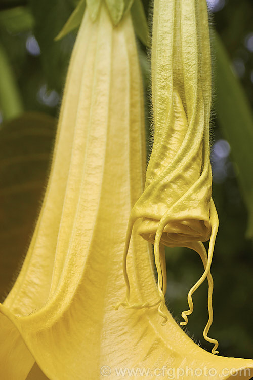 Golden Angels'. Trumpet (<i>Brugmansia aurea</i>), an evergreen, long-flowering shrub native to Ecuador. Despite the common and scientific names, the flowers are more of a deep primrose yellow than gold. In the wild it can grow to 9m tall, but 3m is more common in cultivation. Because it occurs naturally it reasonably high altitudes, it is more cold-resistant than many of the other very large-flowered brugmansias. As with many species in this genus and Datura, all parts of the plant have alkaloids that have a narcotic effect, though they can also be very toxic. brugmansia-2283htm'>Brugmansia.. brugmansia-2283htm'>Brugmansia.