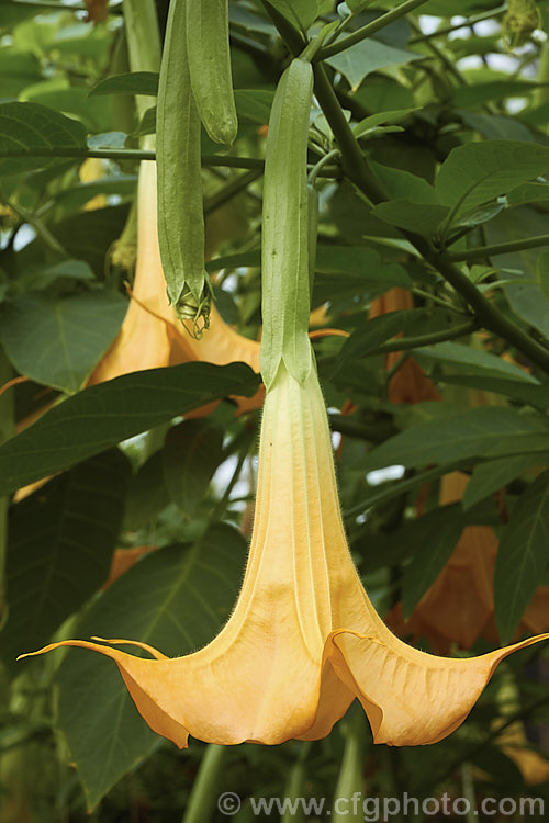 Brugmansia 'Charles Grimaldi', a yellow-flowered Angel's Trumpet hybrid of uncertain origins. It develops into a shrub around 2m tall and flowers heavily in summer. The flowers are scented and most typically a soft golden yellow, though they can range from salmon pink to pale orange. brugmansia-2283htm'>Brugmansia.. brugmansia-2283htm'>Brugmansia.