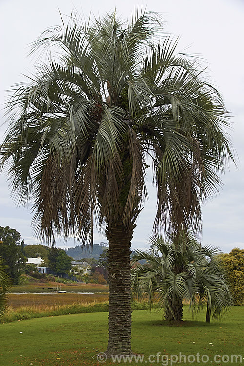 Butia capitata var. strictior, a more upright, somewhat narrower form of the Yatay Palm. Its foliage is a brighter silvery blue-grey than that of the typical species form and the mature fruit is red-tinted.