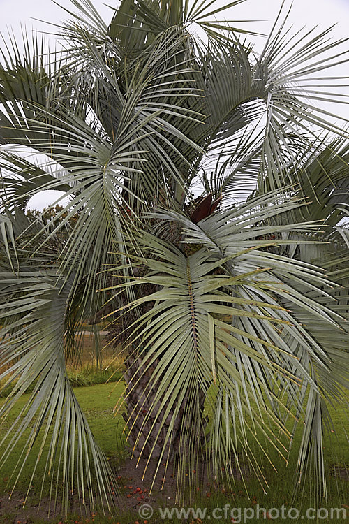 Butia capitata var. strictior, a more upright, somewhat narrower form of the Yatay Palm. Its foliage is a brighter silvery blue-grey than that of the typical species form and the mature fruit is red-tinted.