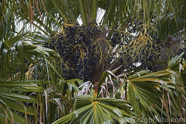 Foliage and fruit of the Chinese Fan Palm (<i>Livistona chinensis</i>), an evergreen, fan-leaved palm tree native to southern Japan, Taiwan, neighbouring islands and nearby parts of China. It can grow to as much as 15m tall and is usually single-trunked, though it may develop into clumps. Its heads of pale yellow flowers develop into fruits that are red-brown to near-black when mature. livistona-2547htm'>Livistona.