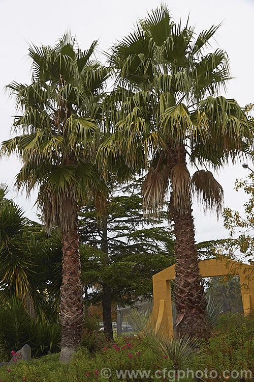Southern. Washingtonia, Mexican Washingtonia or Skyduster (<i>Washingtonia robusta</i>), a 25m tall palm native to northwest Mexico. It is widely grown as an avenue tree. washingtonia-2056htm'>Washingtonia.