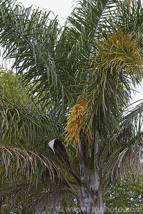 Toddy. Palm, Wine. Palm or Jaggery. Palm (<i>Caryota urens</i>), a 12m fishtail palm native to India, Sri. Lanka and the Malay. Peninsula. The sap is fermented to make toddy. Despite its tropical origins, this palm will grow well in warm temperate climates that are frost-free. caryota-2535htm'>Caryota.