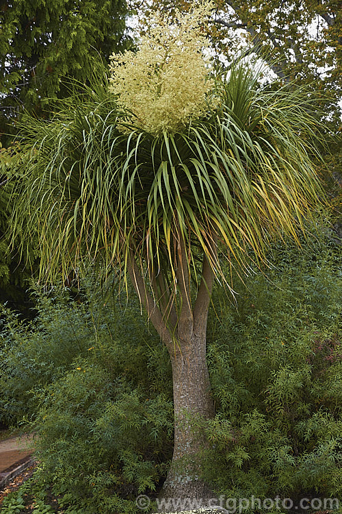 Bottle. Palm, Pony. Tail or Elephant Foot. Tree (<i>Beaucarnea recurvata [syn. Nolina recurvata]), an 8m tall species native to southeastern Mexico. The trunk is swollen at the base. In temperate areas it is most often grown as a novelty house plant. beaucarnea-2596htm'>Beaucarnea.