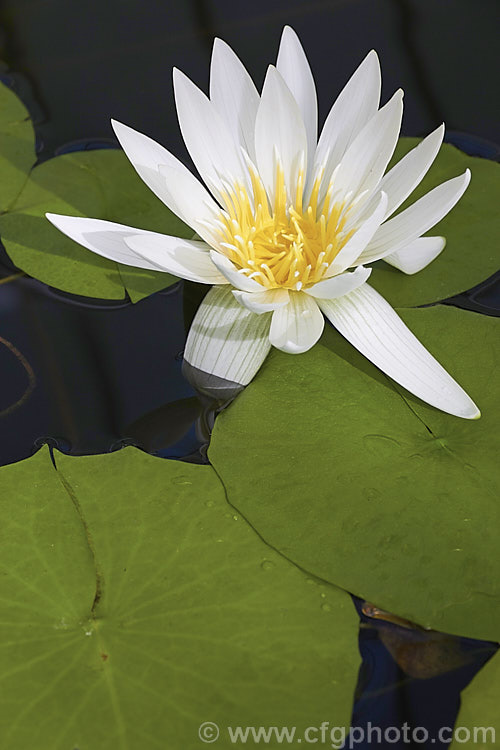 Nymphaea 'Mrs George. H. Pring', a day-flowering tropical waterlily cultivar. It was introduced in 1922 and has semi-double flowers that are mildly scented. nymphaea-3180htm'>Nymphaea. <a href='nymphaeaceae-plant-family-photoshtml'>Nymphaeaceae</a>.