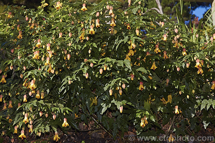 <i>Abutilon x milleri</i> (<i>Abutilon megapotamicum</i> x <i>Abutilon pictum</i>), a general name given to a group of similar shrubby, 15-2m tall evergreen hybrids with variably coloured flowers that open throughout the year in mild climates. Order: Malvales, Family: Malvaceae