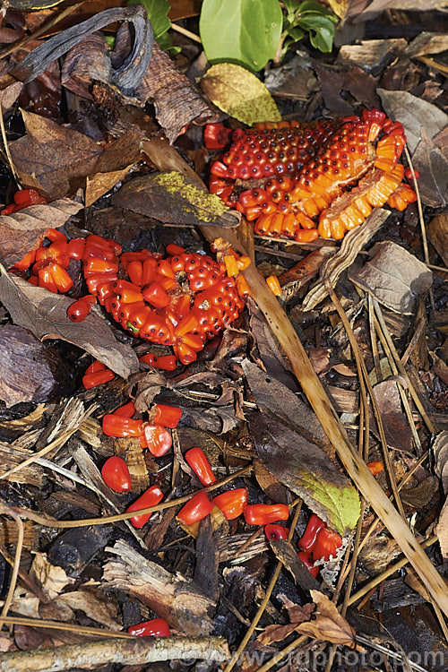 The seedpods of Arisaema sikokianum after the plant has died back for winter and the fruits have fallen and broken up. This spring-flowering, arum family perennial is native to Japan. Its flowerheads have a club-shaped, white spadix and a distinctively striped, long-limbed spathe. Order: Alismatales, Family: Araceae