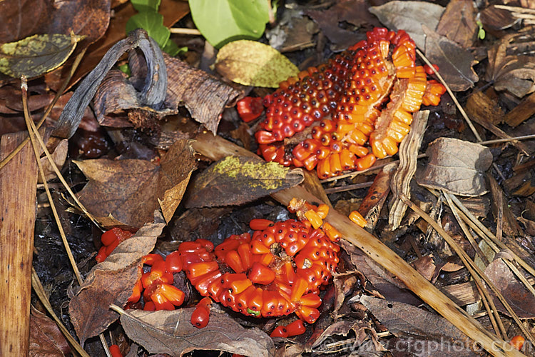 The seedpods of Arisaema sikokianum after the plant has died back for winter and the fruits have fallen and broken up. This spring-flowering, arum family perennial is native to Japan. Its flowerheads have a club-shaped, white spadix and a distinctively striped, long-limbed spathe. Order: Alismatales, Family: Araceae