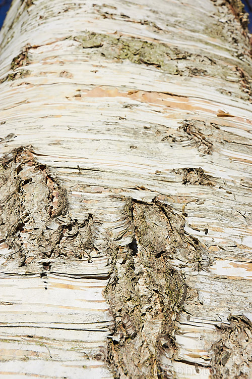 Paper. Birch, White Birch or Canoe. Birch (<i>Betula papyrifera</i>), a very hardy 30m tall deciduous tree native to northern North America and southern Greenland. Similar to the Eurasian. Betula pendula<br />
<br />
<span style='color:red'>Note:</span> this image intentionally has very shallow depth of field. betula-2077htm'>Betula. <a href='betulaceae-plant-family-photoshtml'>Betulaceae</a>.