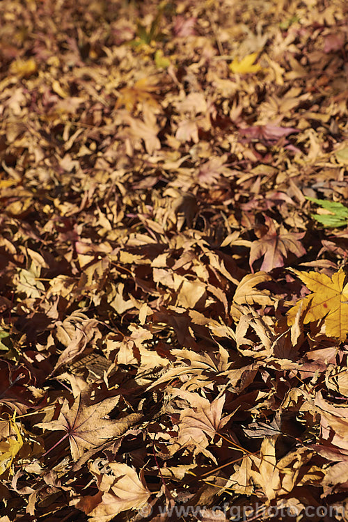 A carpet of fallen leaves of Japanese Maple (<i>Acer palmatum</i>), a widely cultivated 8m tall deciduous tree from Japan and Korea. There are many cultivated forms. Note: this image intentionally has very shallow depth of field. Order: Sapindales, Family: Sapindaceae