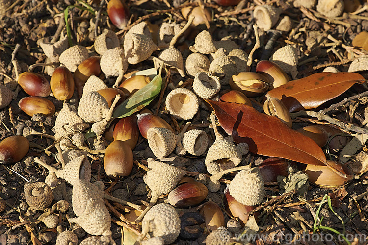 Quercus leucotrichophora photo at Pictures of Plants stock image library