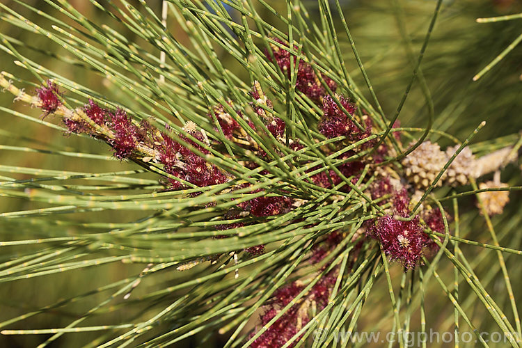 River She-oak or River Oak (<i>Casuarina cunninghamiana</i>) with flowers and near-mature cones. This 20-35m tall tree is native to northern, eastern and southern Australia. Including. Tasmania, extending from the coast to around 150km inland. It is regarded as the tallest of the casuarinas. Note: this species remains in Casuarina and has not been transferred to Allocasuarina. casuarina-2774htm'>Casuarina. <a href='casuarinaceae-plant-family-photoshtml'>Casuarinaceae</a>.