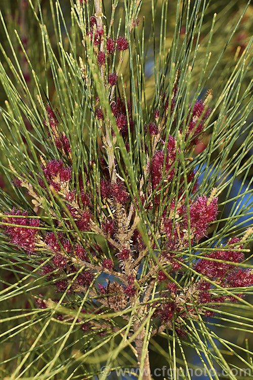 casuarina cunninghamiana