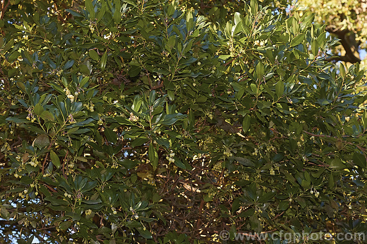 Arbutus andrachne, an evergreen tree to 12m tall found from southeastern Europe to western Asia. It is similar to the commonly grown. Strawberry Tree (<i>Arbutus unedo</i>), but is larger and its fruits are smaller, maturing to orange or light red, not deep red. Its flowers are cream rather than white. This species will hybridise with A unedo and the resultant cross is known as Arbutus x andrachnoides. Order: Ericales, Family: Ericaceae