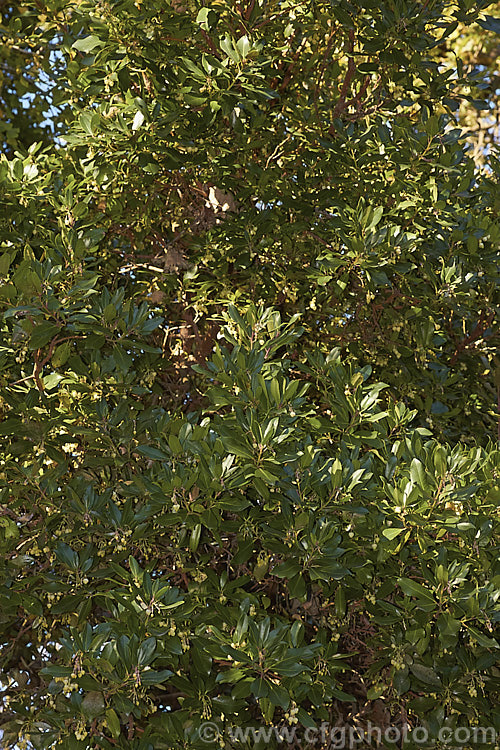 Arbutus andrachne, an evergreen tree to 12m tall found from southeastern Europe to western Asia. It is similar to the commonly grown. Strawberry Tree (<i>Arbutus unedo</i>), but is larger and its fruits are smaller, maturing to orange or light red, not deep red. Its flowers are cream rather than white. This species will hybridise with A unedo and the resultant cross is known as Arbutus x andrachnoides. Order: Ericales, Family: Ericaceae