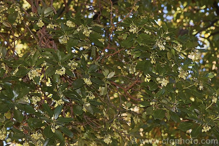 Arbutus andrachne, an evergreen tree to 12m tall found from southeastern Europe to western Asia. It is similar to the commonly grown. Strawberry Tree (<i>Arbutus unedo</i>), but is larger and its fruits are smaller, maturing to orange or light red, not deep red. Its flowers are cream rather than white. This species will hybridise with A unedo and the resultant cross is known as Arbutus x andrachnoides. Order: Ericales, Family: Ericaceae