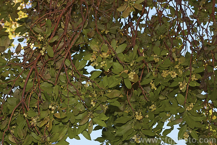 Arbutus andrachne, an evergreen tree to 12m tall found from southeastern Europe to western Asia. It is similar to the commonly grown. Strawberry Tree (<i>Arbutus unedo</i>), but is larger and its fruits are smaller, maturing to orange or light red, not deep red. Its flowers are cream rather than white. This species will hybridise with A unedo and the resultant cross is known as Arbutus x andrachnoides. Order: Ericales, Family: Ericaceae