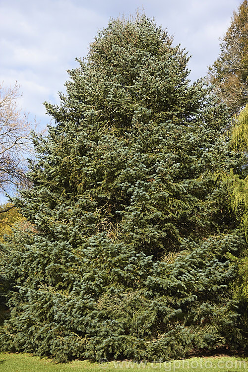 Sierra White Fir or Low's Fir (<i>Abies concolor</i> subsp. <i>lowiana</i> [syn. <i>Abies lowiana</i>]), a blue-foliaged conifer with silvery white undersides to its foliage. Native to the mountains of western North America, it grows to as much as 70m tall Order: Pinales, Family: Pinaceae