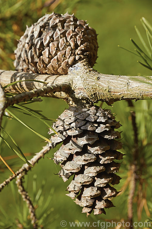 Mature, open cones of Scrub. Pine or Virginia Pine (<i>Pinus virginiana</i>), an evergreen shrub or small tree up to 15m tall. It is native to the eastern United States, has paired stiff needles up to 7cm long and cones of a similar length. Order: Pinales, Family: Pinaceae