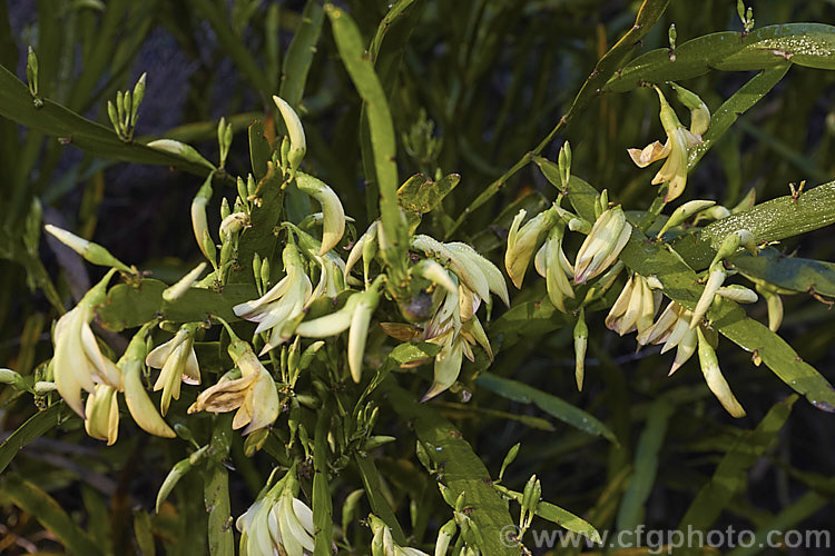 <i>Carmichaelia williamsii</i>, one of the New Zealand native brooms. It flowers mainly in late spring and winter and is a 1.8-3.6m tall shrub found naturally in the northern half of the North Island Its seed pods open to reveal orange-red seeds. Order: Fabales, Family: Fabaceae