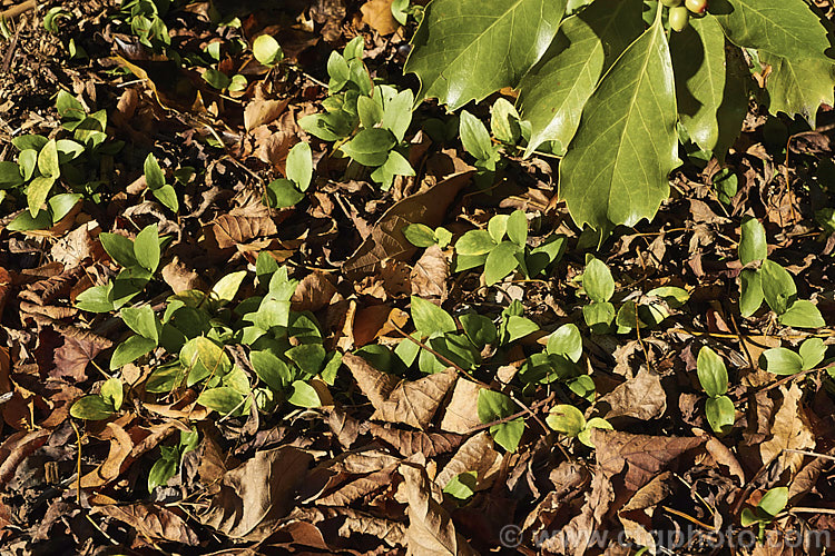 A good crop of seedlings developing around a mature Japanese Laurel (<i>Aucuba japonica</i>), a Japanese evergreen shrub usually seen in its widely cultivated variegated and fancy foliaged forms. Female plants bear clusters of large red berries in winter. Even though the parent plant was the plain green species form, many of these seedlings are showing signs of variegation. aucuba-2280htm'>Aucuba. <a href='garryaceae-plant-family-photoshtml'>Garryaceae</a>.