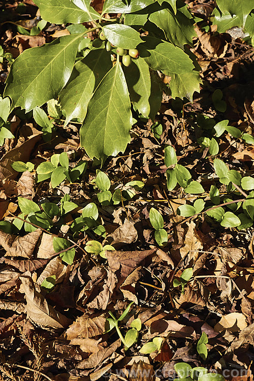 A good crop of seedlings developing around a mature Japanese Laurel (<i>Aucuba japonica</i>), a Japanese evergreen shrub usually seen in its widely cultivated variegated and fancy foliaged forms. Female plants bear clusters of large red berries in winter. Even though the parent plant was the plain green species form, many of these seedlings are showing signs of variegation. aucuba-2280htm'>Aucuba. <a href='garryaceae-plant-family-photoshtml'>Garryaceae</a>.