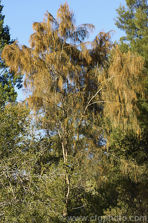 Black She-oak (<i>Allocasuarina littoralis [syn. Casuarina littoralis]) with male flowers. This evergreen, 8-15m tall tree is native to eastern Australia, where it occurs mainly near the coast, extending from Cape. York in the far north all the way to Tasmania. The male flowers are a buff colour and borne in catkins that open from early winter the female flowerheads open a little later and are red. allocasuarina-2276htm'>Allocasuarina. <a href='casuarinaceae-plant-family-photoshtml'>Casuarinaceae</a>.