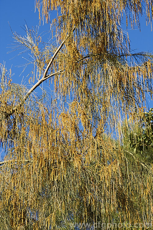 Black She-oak (<i>Allocasuarina littoralis [syn. Casuarina littoralis]) with male flowers. This evergreen, 8-15m tall tree is native to eastern Australia, where it occurs mainly near the coast, extending from Cape. York in the far north all the way to Tasmania. The male flowers are a buff colour and borne in catkins that open from early winter the female flowerheads open a little later and are red. allocasuarina-2276htm'>Allocasuarina. <a href='casuarinaceae-plant-family-photoshtml'>Casuarinaceae</a>.