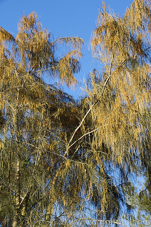 Black She-oak (<i>Allocasuarina littoralis [syn. Casuarina littoralis]) with male flowers. This evergreen, 8-15m tall tree is native to eastern Australia, where it occurs mainly near the coast, extending from Cape. York in the far north all the way to Tasmania. The male flowers are a buff colour and borne in catkins that open from early winter the female flowerheads open a little later and are red. allocasuarina-2276htm'>Allocasuarina. <a href='casuarinaceae-plant-family-photoshtml'>Casuarinaceae</a>.