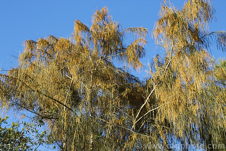 Black She-oak (<i>Allocasuarina littoralis [syn. Casuarina littoralis]) with male flowers. This evergreen, 8-15m tall tree is native to eastern Australia, where it occurs mainly near the coast, extending from Cape. York in the far north all the way to Tasmania. The male flowers are a buff colour and borne in catkins that open from early winter the female flowerheads open a little later and are red. allocasuarina-2276htm'>Allocasuarina. <a href='casuarinaceae-plant-family-photoshtml'>Casuarinaceae</a>.