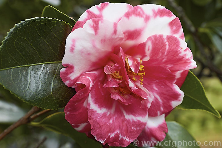 <i>Camellia</i> 'Gigantea' (syns 'Emperor Frederick William', 'Emperor Wilhelm', 'Gaiety', 'Magnolia King', 'Jolly Roger' and others</i>), a many-named <i>Camellia japonica</i> cultivar dating from the 1840s. It flowers open in late winter to early spring and the bush has a slightly weeping habit with large leaves. Order: Ericales, Family: Theaceae