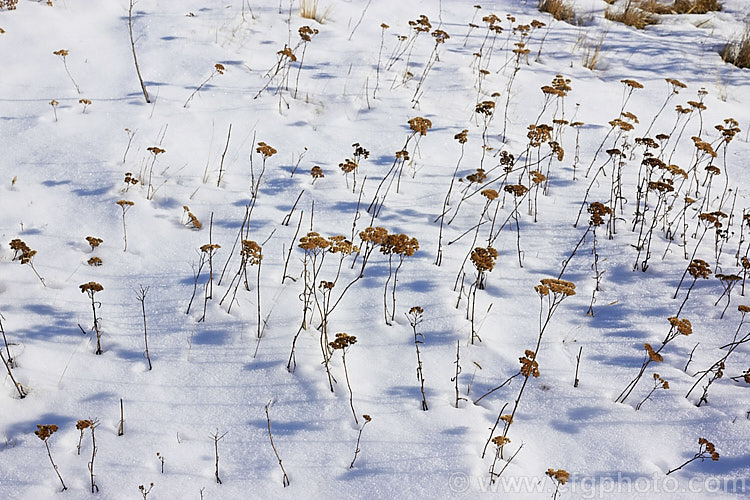 The dried seedheads of Yarrow (<i>Achillea millefolium</i>) emerging from a covering of snow in winter. This vigorous, summer-flowering Eurasian perennial has naturalised in many parts of the world. Order: Asterales, Family: Asteraceae