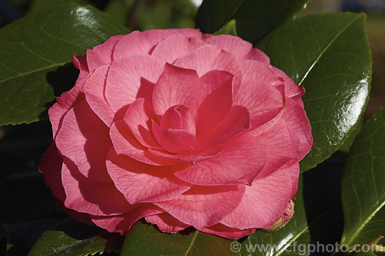 <i>Camellia</i> 'Katherine Nuccio', a formal double, mid-season flowering. <i>Camellia japonica</i> cultivar raised and introduced by Nuccio of California, USA in 1950. It has a dense, compact habit and grows 2-3m tall Order: Ericales, Family: Theaceae