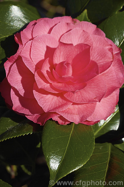 <i>Camellia</i> 'Katherine Nuccio', a formal double, mid-season flowering. <i>Camellia japonica</i> cultivar raised and introduced by Nuccio of California, USA in 1950. It has a dense, compact habit and grows 2-3m tall Order: Ericales, Family: Theaceae
