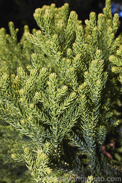 The mature foliage of the Hoop Pine or Moreton Bay Pine (<i>Araucaria cunninghamii</i>), an evergreen coniferous tree native to the east coast of Australia. A variety also occurs in New Guinea. When mature, it is similar to the Norfolk Island Pine (<i>Araucaria heterophylla</i>) but it does not have the rigidly symmetrical juvenile habit of A heterophylla. Order: Pinales, Family: Araucariaceae