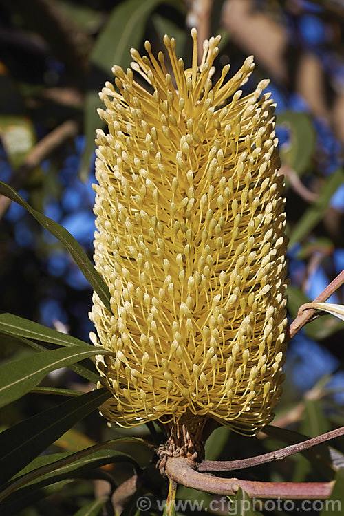 The flowerhead of the Coast. Banksia (<i>Banksia integrifolia</i>), an evergreen tree native to much of coastal eastern Australia. It grows to 15m tall, its flowerheads appear through most of the year and as with most banksias they are followed by woody seed cones. Order: Proteales, Family: Proteaceae