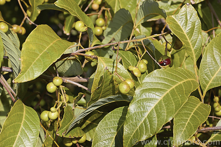 The foliage and mature fruits of Wild Quince or Bird's Eye (<i>Alectryon subcinereus</i>), an evergreen large shrub or small tree native to eastern Australia. Its compound leaves have leaflets up to 17cm long and its sprays of small green flowers develop into fruits that open to reveal a black seed on a fleshy red aril. An open fruit can be seen in this image, just right of centre. alectryon-2250htm'>Alectryon. <a href='sapindaceae-plant-family-photoshtml'>Sapindaceae</a>.