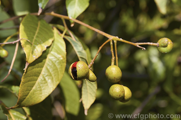 The foliage and mature fruits of Wild Quince or Bird's Eye (<i>Alectryon subcinereus</i>), an evergreen large shrub or small tree native to eastern Australia. Its compound leaves have leaflets up to 17cm long and its sprays of small green flowers develop into fruits that open to reveal a black seed on a fleshy red aril. An open fruit can be seen in this image, just right of centre. alectryon-2250htm'>Alectryon. <a href='sapindaceae-plant-family-photoshtml'>Sapindaceae</a>.