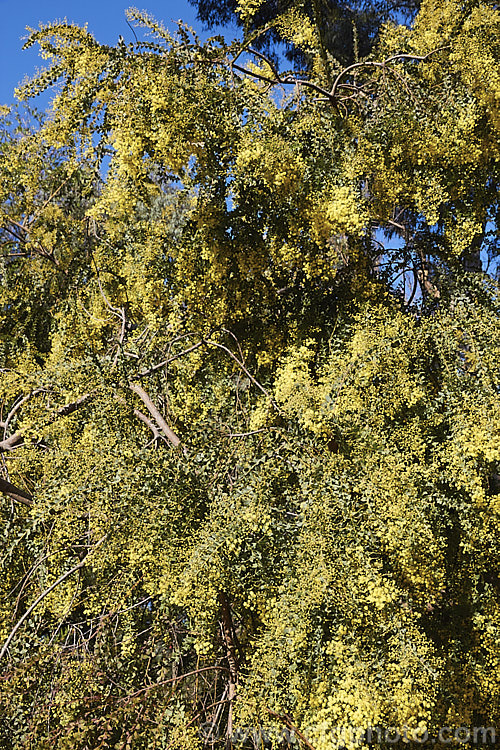 Oven's Wattle or Alpine Wattle (<i>Acacia pravissima</i>), an evergreen, late winter- to spring-flowering, large shrub or small tree from south-eastern Australia. The sharply angled phyllodes are quite distinctive. Order: Fabales, Family: Fabaceae