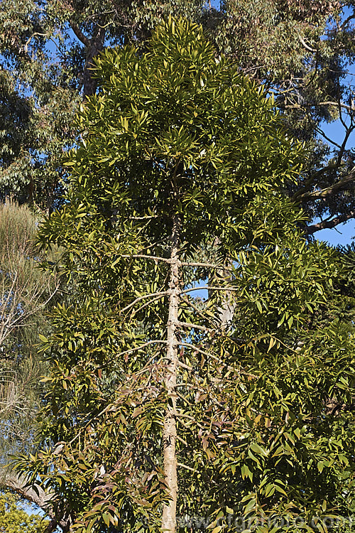 Queensland Kauri or Smooth Bark Kauri (<i>Agathis robusta</i>), an evergreen coniferous tree up to 50m tall It occurs naturally in southern Queensland and its leathery leaves are up to 12cm long. It is quicker growing and has more luxuriant foliage than the New Zealand Kauri. Although tender when young, once established it is a surprisingly hardy plant. Order: Araucariales, Family: Araucariaceae