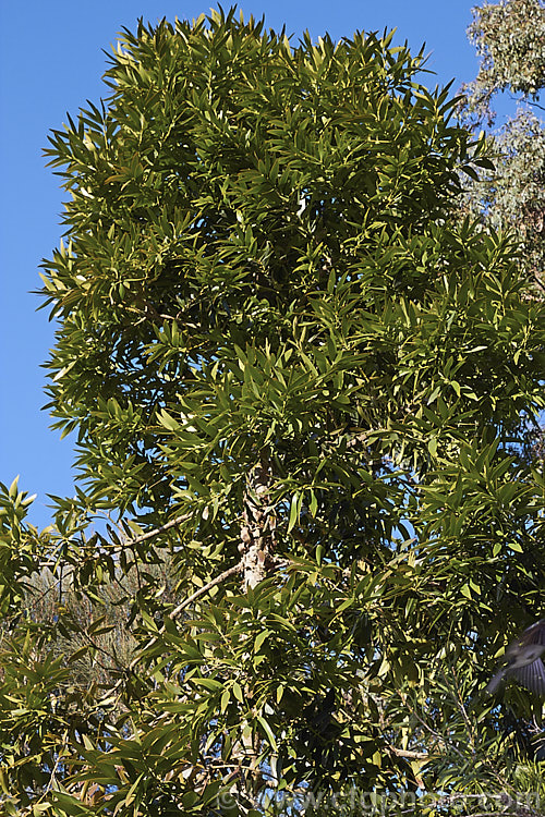 Queensland Kauri or Smooth Bark Kauri (<i>Agathis robusta</i>), an evergreen coniferous tree up to 50m tall It occurs naturally in southern Queensland and its leathery leaves are up to 12cm long. It is quicker growing and has more luxuriant foliage than the New Zealand Kauri. Although tender when young, once established it is a surprisingly hardy plant. Order: Araucariales, Family: Araucariaceae