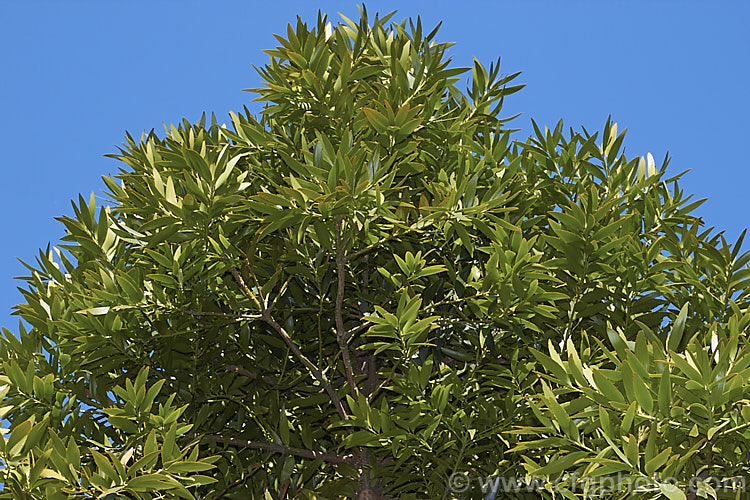 Foliage of the Queensland Kauri or Smooth Bark Kauri (<i>Agathis robusta</i>), an evergreen coniferous tree up to 50m tall It occurs naturally in southern Queensland and its leathery leaves are up to 12cm long. It is quicker growing and has more luxuriant foliage than the New Zealand Kauri. Although tender when young, once established it is a surprisingly hardy plant. Order: Araucariales, Family: Araucariaceae