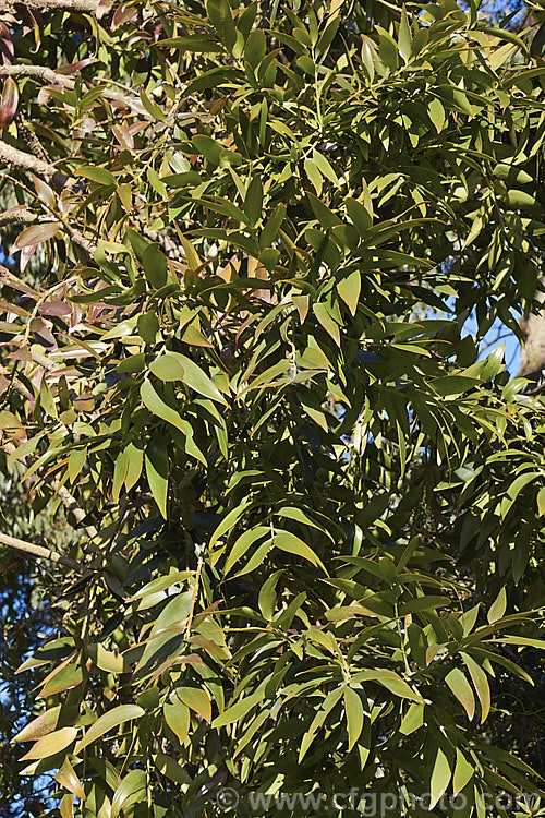 Foliage of the Queensland Kauri or Smooth Bark Kauri (<i>Agathis robusta</i>), an evergreen coniferous tree up to 50m tall It occurs naturally in southern Queensland and its leathery leaves are up to 12cm long. It is quicker growing and has more luxuriant foliage than the New Zealand Kauri. Although tender when young, once established it is a surprisingly hardy plant. Order: Araucariales, Family: Araucariaceae