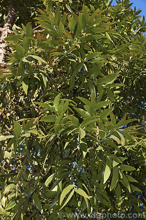 Foliage of the Queensland Kauri or Smooth Bark Kauri (<i>Agathis robusta</i>), an evergreen coniferous tree up to 50m tall It occurs naturally in southern Queensland and its leathery leaves are up to 12cm long. It is quicker growing and has more luxuriant foliage than the New Zealand Kauri. Although tender when young, once established it is a surprisingly hardy plant. Order: Araucariales, Family: Araucariaceae