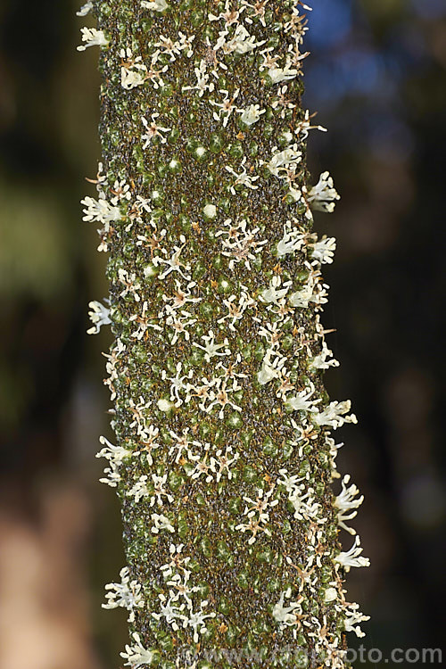 The minute flowers of Yacca (<i>Xanthorrhoea semiplana subsp. tateana [syn. Xanthorrhoea tateana]), a low-growing species of Australian grass tree. The very upright stems are the flower spikes, which mature slowly over many months. This species has a very restricted natural distribution, being endemic to KangarooIsland and the Fleurieu. Peninsula of SouthAustralia. This species yields a resin that is used to produce varnish, though it has now largely been replaced by synthetics. xanthorrhoea-2095htm'>Xanthorrhoea.