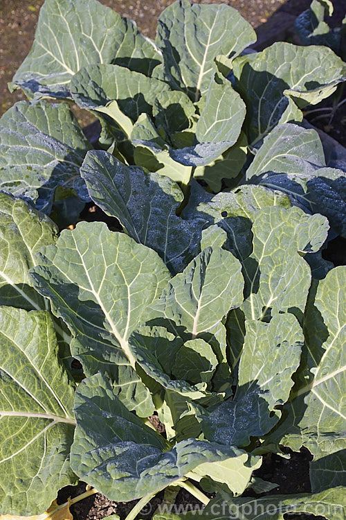 'Hi Crop' collard (<i>Brassica oleracea - Acephala Group 'Hi Crop'). Collards are cabbage-like plants grown for their edible foliage, often known as collard greens, which can be eaten raw or cooked. They are a late summer to early winter crop where winters are cold but can be raised over winter in mild climates. Order: Brassicales, Family: Brassicaceae