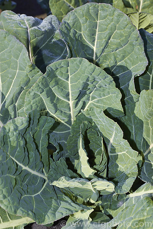 'Hi Crop' collard (<i>Brassica oleracea - Acephala Group 'Hi Crop'). Collards are cabbage-like plants grown for their edible foliage, often known as collard greens, which can be eaten raw or cooked. They are a late summer to early winter crop where winters are cold but can be raised over winter in mild climates