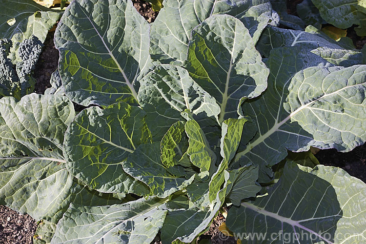 'Hi Crop' collard (<i>Brassica oleracea - Acephala Group 'Hi Crop'). Collards are cabbage-like plants grown for their edible foliage, often known as collard greens, which can be eaten raw or cooked. They are a late summer to early winter crop where winters are cold but can be raised over winter in mild climates