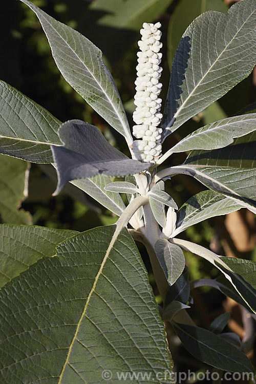 Leucosceptrum canum, an evergreen tree native to the Himalayan region where it occurs at elevations from 1000-2800m. Its leaves have distinctive silvery white undersides and in autumn erect spikes of small cream to yellow flowers. The nectar of the flower is dark brown and so popular with birds that the plant is sometimes called the 'bird's Coca. Cola tree'. leucosceptrum-3083htm'>Leucosceptrum.